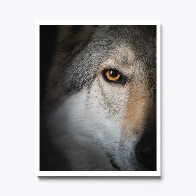 Wolf's Gaze on canvas