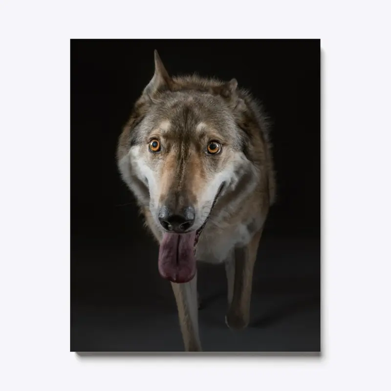 Wolf on Canvas Print